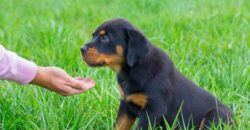 Huấn luyện chó Rottweiler đòi hỏi sự kiên trì và nhất quán