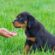 Huấn luyện chó Rottweiler đòi hỏi sự kiên trì và nhất quán