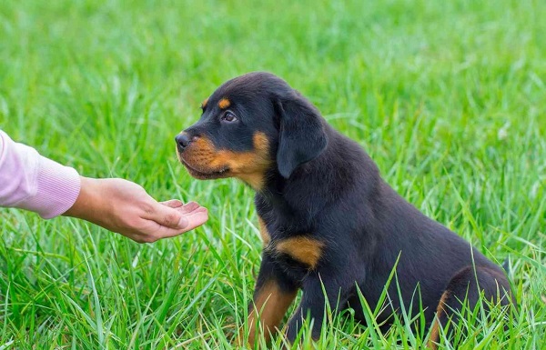 Huấn luyện chó Rottweiler đòi hỏi sự kiên trì và nhất quán