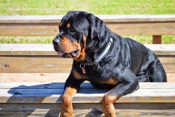 Chó Rottweiler