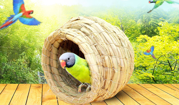 Nuôi vẹt có thể mang lại niềm vui, sự thư giãn
