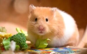Cung cấp đầy đủ dinh dưỡng cho hamster mẹ