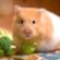 Cung cấp đầy đủ dinh dưỡng cho hamster mẹ