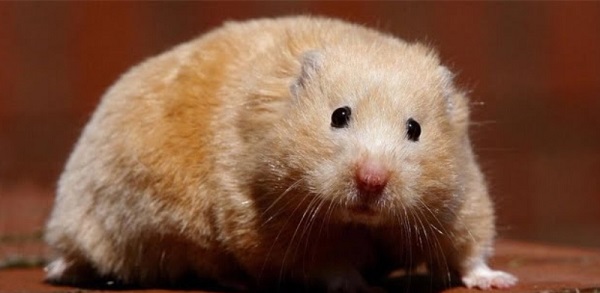 Nhận biết dấu hiệu hamster sắp đẻ