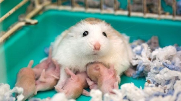 Chăm sóc hamster mẹ sau sinh