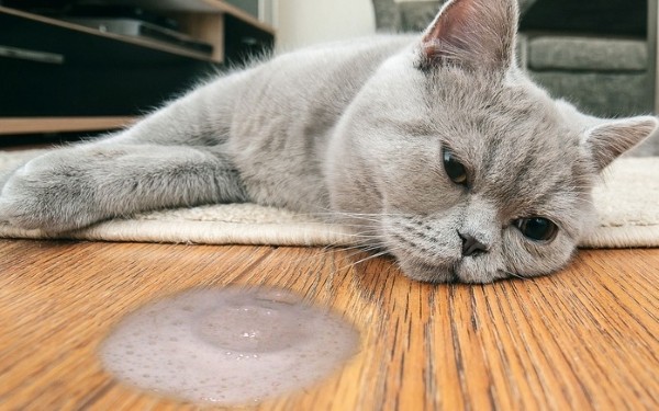 Câu hỏi thường gặp về mèo nôn dịch vàng