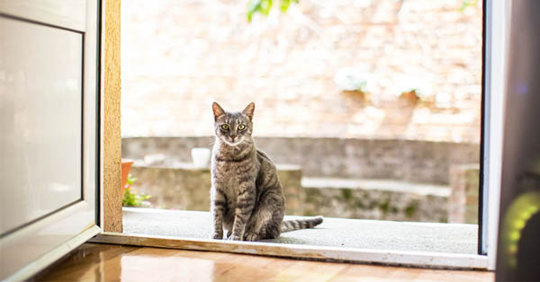 Ý nghĩa của hiện tượng mèo vào nhà trong văn hóa dân gian