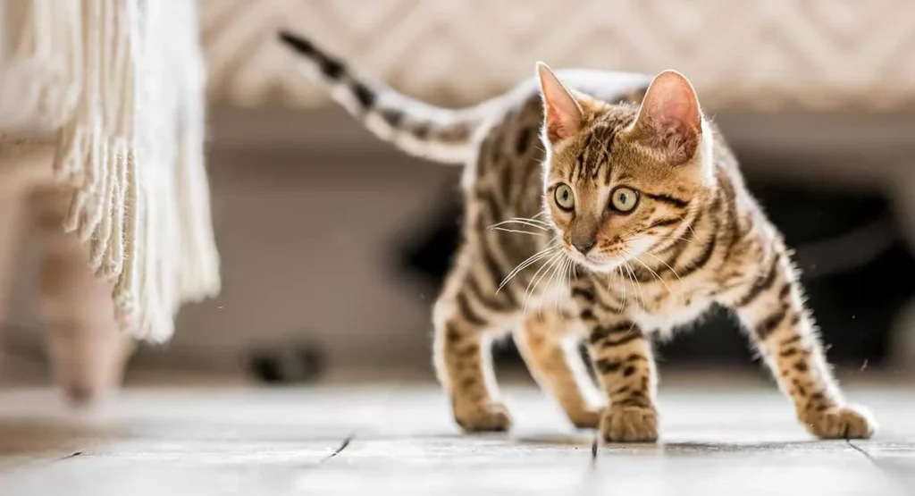 Địa chỉ triệt sản mèo đực uy tín và gợi ý lựa chọn