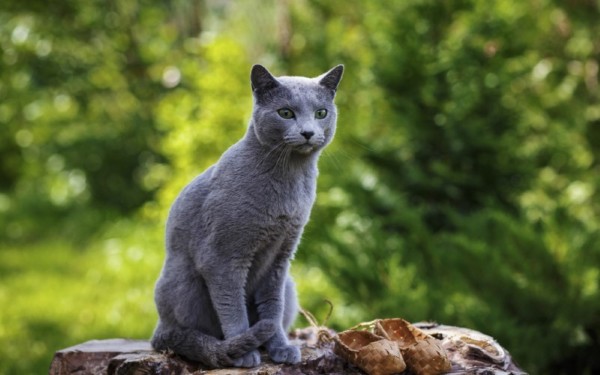 Nguồn gốc, đặc điểm, cách nuôi mèo russian blue