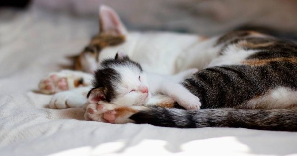 Mèo con mấy ngày mở mắt là bình thường?