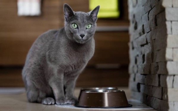 Lý do nên nuôi mèo russian blue
