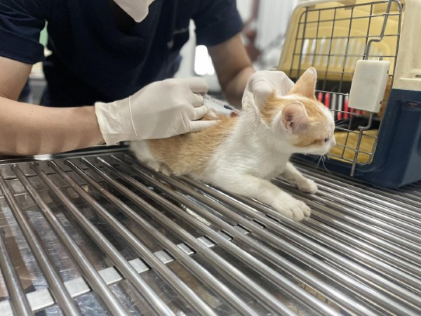 Khi nào cần đưa mèo đến bác sĩ thú y
