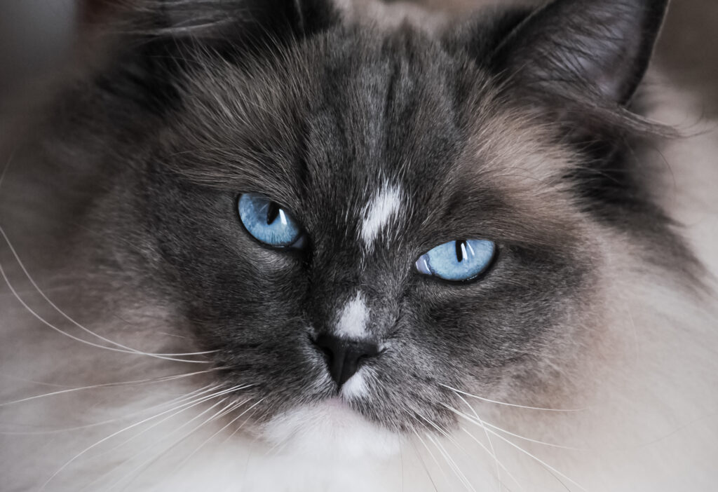 Mèo Ragdoll với đôi mắt xanh biếc
