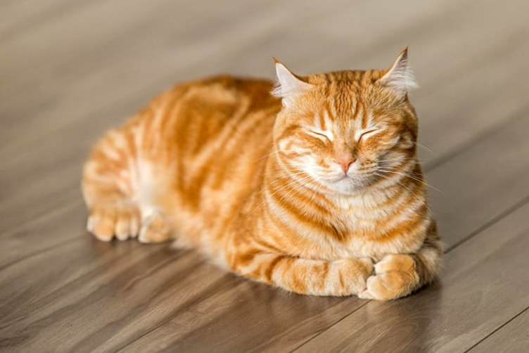 Mèo Vàng: Nguồn gốc, đặc điểm, phân loại và cách chăm sóc