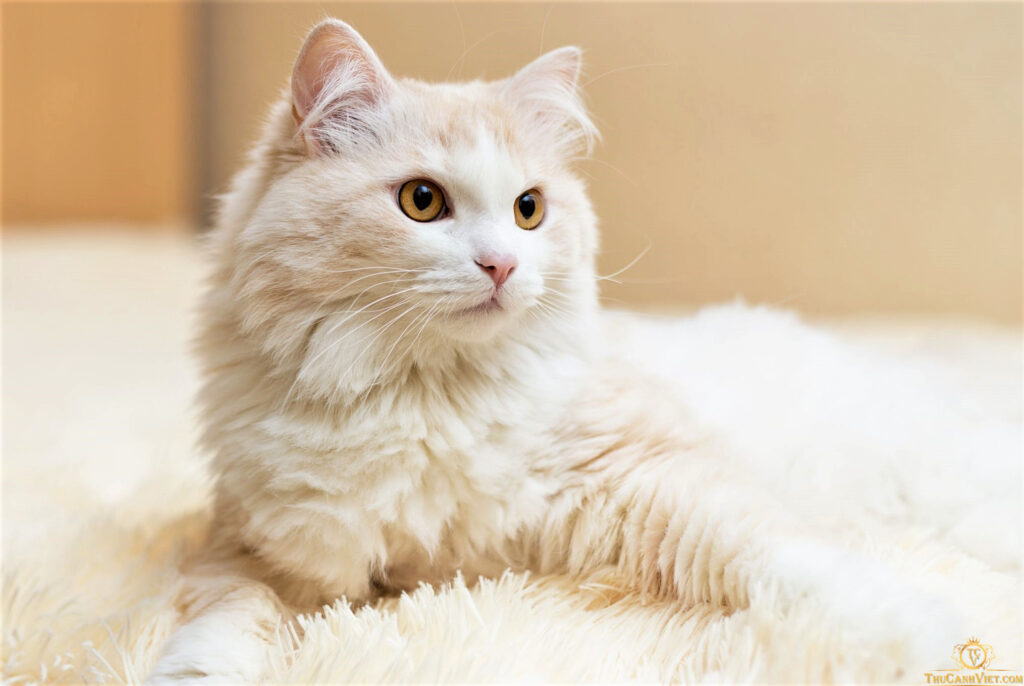 Mèo Angora Thổ Nhĩ Kỳ