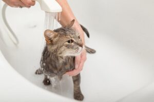 Lợi ích của việc tắm cho mèo