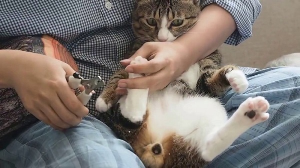 Cách tắm cho mèo sợ nước
