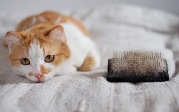 Phòng ngừa và giảm thiểu dị ứng lông mèo