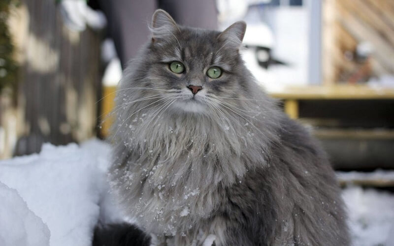 Sức khỏe và tuổi thọ mèo Siberian​