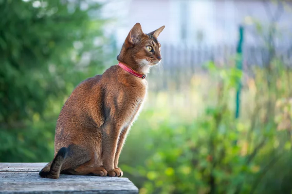 Mèo Abyssinian thường có kích thước trung bình