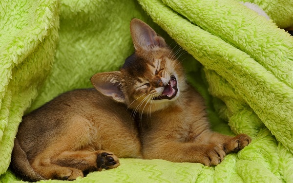 Mèo Abyssinian có tính cách thông minh, hoạt bát