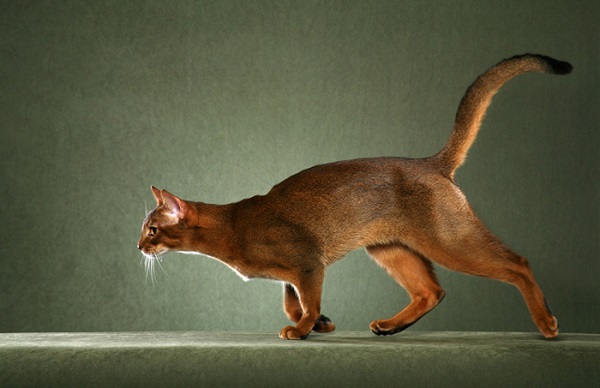 Mèo Abyssinian có chút tinh nghịch đầy cuốn hút