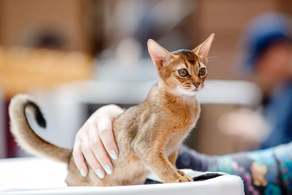 Hướng dẫn chăm sóc mèo Abyssinian
