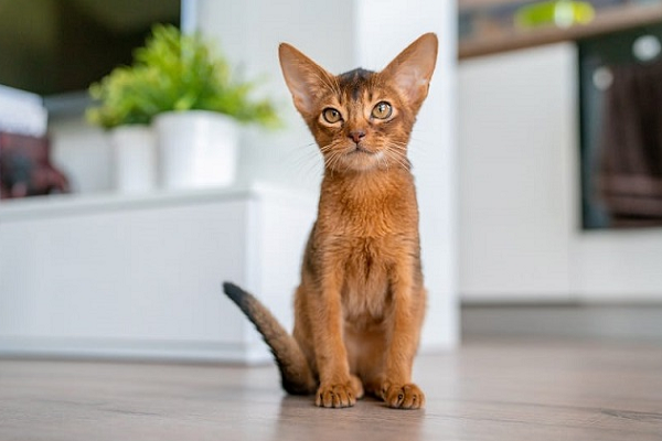 Mèo Abyssinian có tuổi thọ trung bình từ 12 đến 16 năm