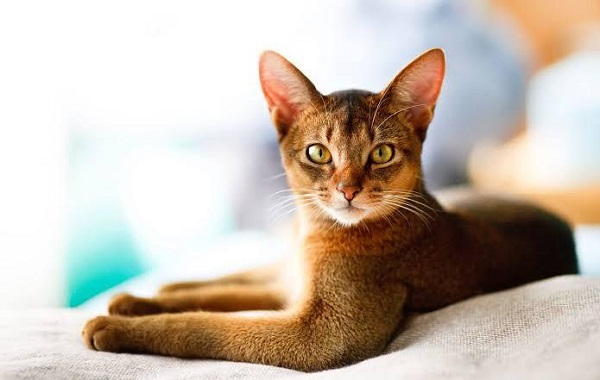Vẻ đẹp của mèo Abyssinian thật sự quyến rũ
