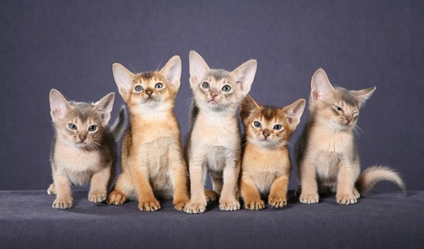 Kinh nghiệm lựa chọn mua mèo Abyssinian