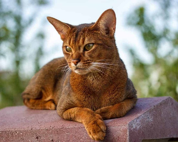 Mèo Abyssinian