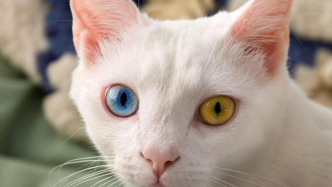 Tổng quan về mèo lông trắng​