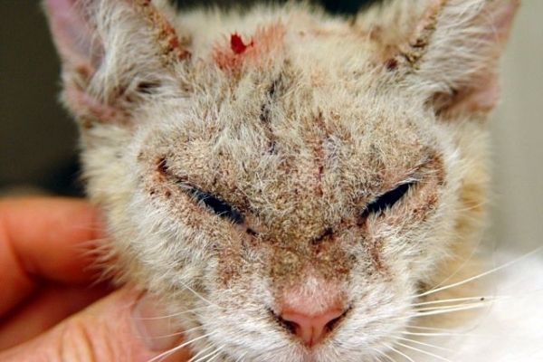 Bệnh ghẻ là một bệnh da do ký sinh trùng gây ra