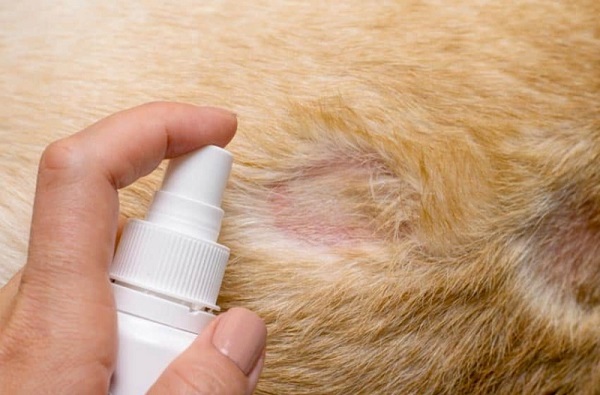 Chẩn đoán bệnh viêm da ở mèo