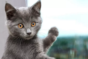 Đặc điểm nhận dạng của mèo Chartreux