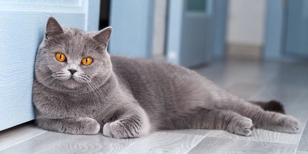 mèo Chartreux còn gây ấn tượng với tính cách dịu dàng và thân thiện