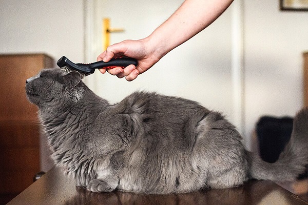 Chăm sóc mèo Chartreux