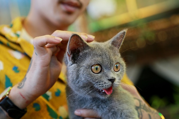 Mèo Chartreux trong gia đình Việt Nam