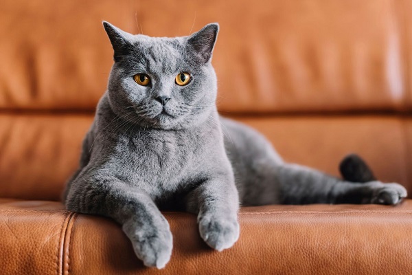 Tiêu chuẩn khi lựa chọn mèo Chartreux thuần chủng