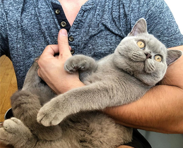 Nuôi dưỡng và huấn luyện mèo Chartreux