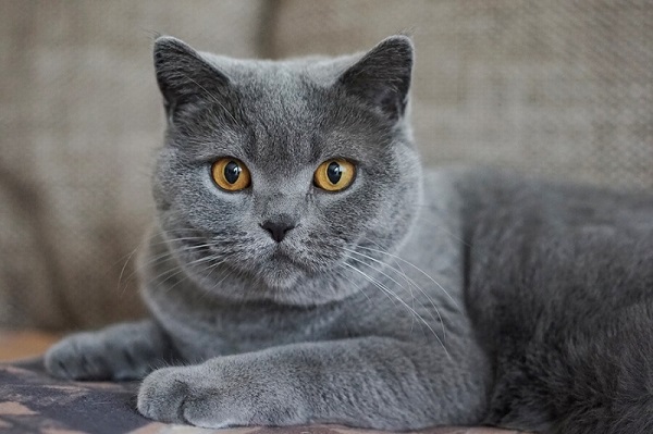 Mèo Chartreux