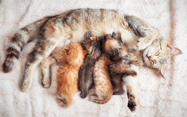 Chuẩn bị cho ngày sinh của mèo