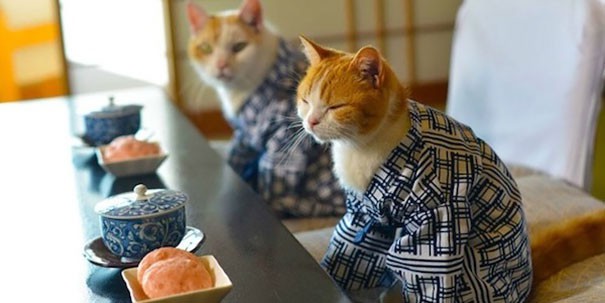 Mèo Nhật trong đời sống hiện đại