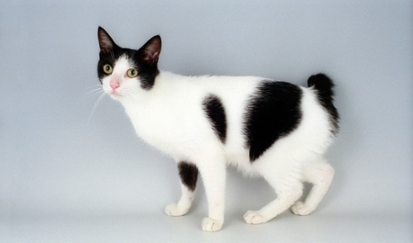 Mèo Japanese Bobtail
