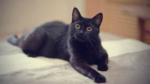 Mèo Kuro Neko, hay mèo đen