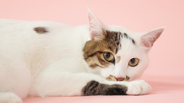 Mèo Sabi Neko