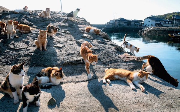 Tashirojima và Aoshima - Những hòn đảo nổi tiếng của mèo