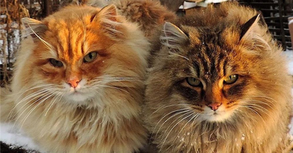 Cách huấn luyện mèo Siberian
