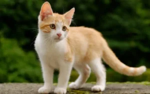 Mèo Ta: Đặc điểm, tính cách, cách chăm sóc nuôi dưỡng