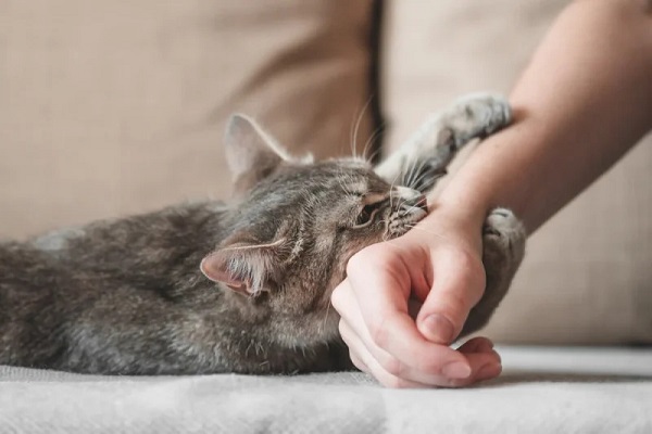 Đặc điểm nhận biết mèo nghi dại và nguy cơ phơi nhiễm